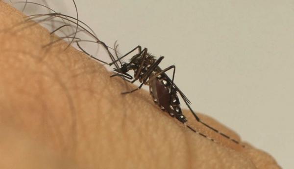 Teresina chega a 10 mortes por dengue e seis por Chikungunya em 2022, diz FMS.(Imagem:Fiocruz)