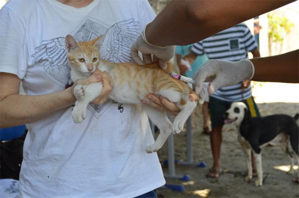 Piauí anuncia dia D da vacinação antirrábica de cães e gatos(Imagem:Divulgação)