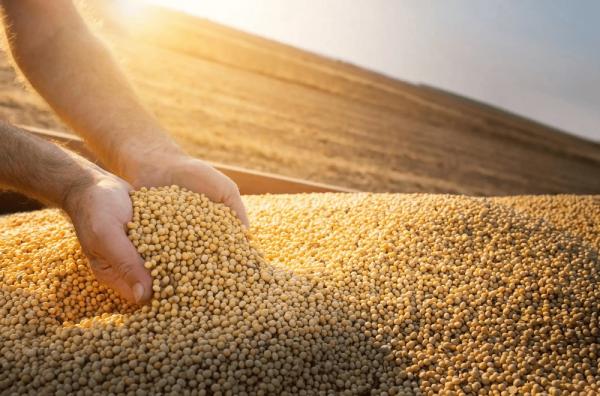 O estado apresentou alta de 1,2% em relação a 2022 e consagrou a soja como o principal produto comercializado e impulsionador das exportações piauienses.(Imagem:Divulgação)