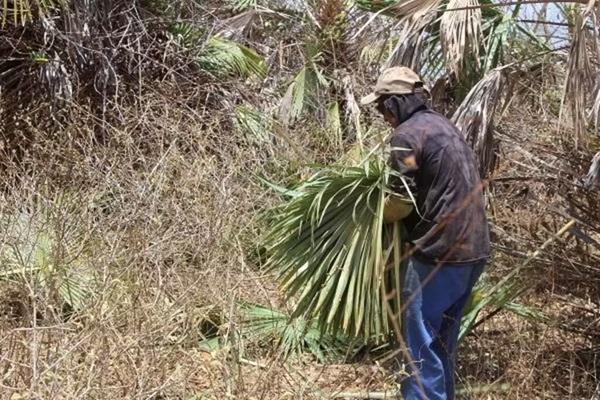 Piauí é o primeiro do Nordeste que mais resgata trabalhadores em situação análoga à de escravidão (Imagem:Reprodução/MPT)