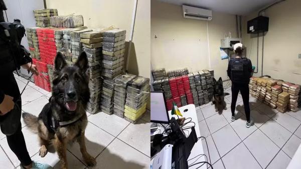 Cão farejador da Polícia Civil encontra drogas em compartimento oculto de caminhão em Picos.(Imagem:Divulgação/Polícia Civil do Piauí)