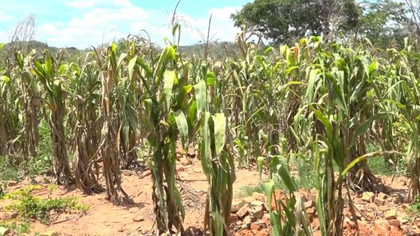 Seca verde afeta agricultores no Sul do Piauí.(Imagem:TV Clube)