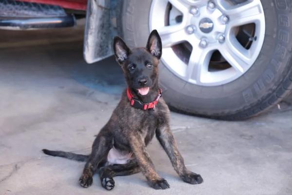Thor, 1º cão de resgate e salvamento do estado.(Imagem:Divulgação/Bombeiros do Piauí)