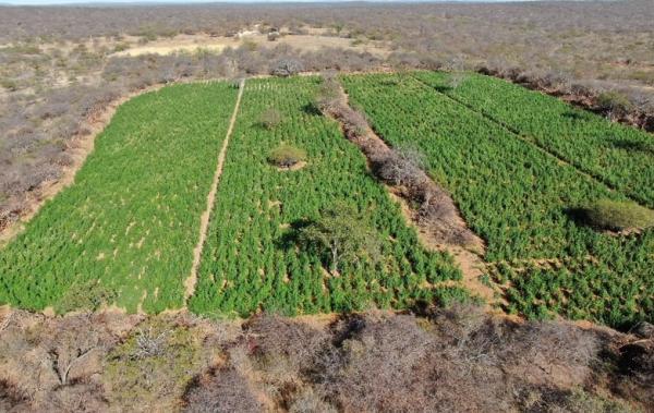 Plantações de maconha em uma área de aproximadamente 12 hectares.(Imagem:Polícia Militar)