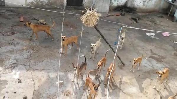 Polícia resgata quase 15 cães trancados sem água e comida em Teresina.(Imagem:Reprodução)