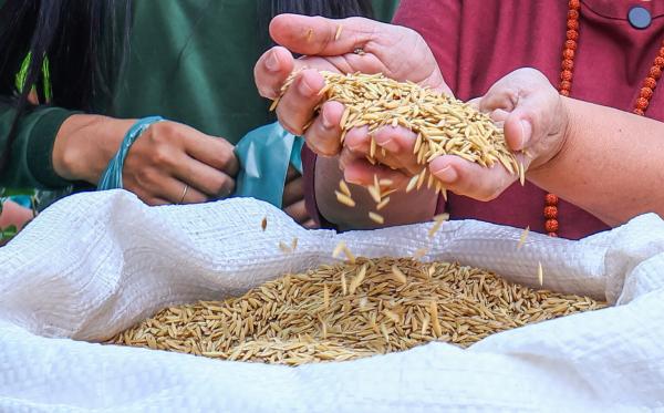 Safra agr&iacute;cola do Piau&iacute; tem expectativa de recorde em 2026, aponta IBGE(Imagem:Geirlys Silva / SAF)