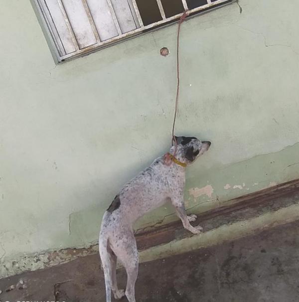 Policiais encontraram cachorro amarrado com corda curta, sem água ou comida; dona foi indiciada por maus-tratos contra animal.(Imagem:Polícia Civil)