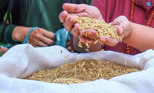 Sementes de arroz est&atilde;o sendo entregues pela SAF.(Imagem:Geirlys Silva / SAF)