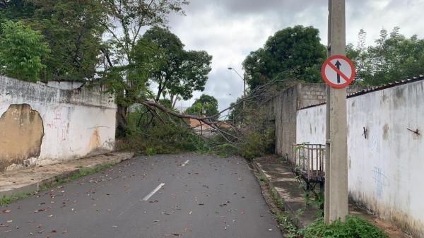 Árvore caída na Zona Leste de Teresina após chuva.(Imagem:Fábio Lima)