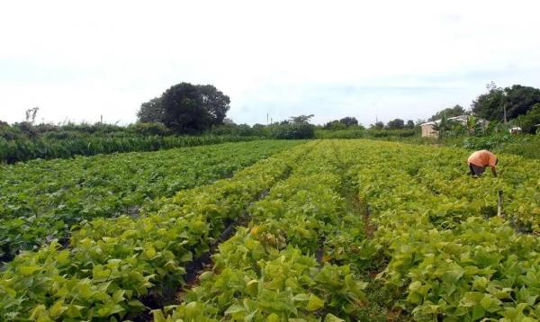 lavoura agricultura familiar(Imagem:Elza Fiúza/Agência Brasil/Arquivo)