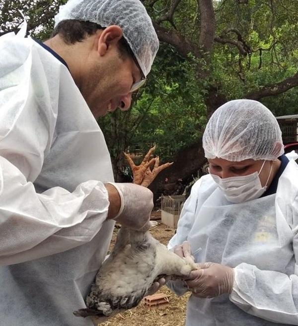 Estado não possui registro de casos. A medida reforça as ações de vigilância realizadas pela Adapi.(Imagem:Divulgação)