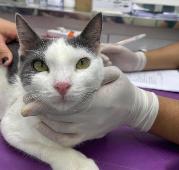 Semarh ultrapassa mil castrações em 2025 e consolida o Castramovel como clínica volante(Imagem:Ascom Semarh)