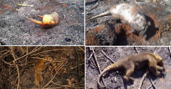 Animais morrem queimados em incêndio que já dura cinco dias no Norte do Piauí, divisa com o Ceará.(Imagem:Reprodução)
