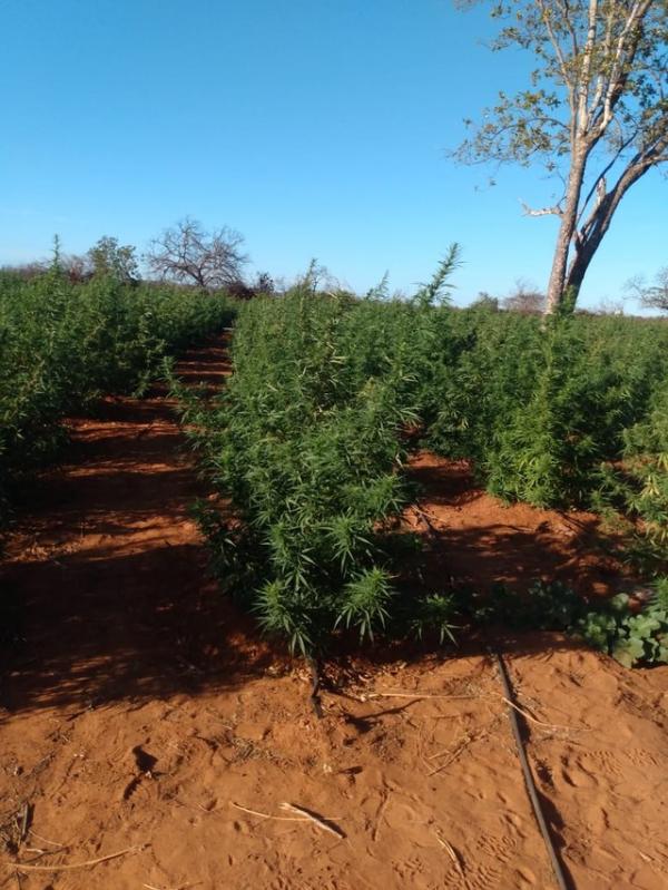 PM encontra plantação de 12 hectares de maconha na zona rural de Dom Inocêncio, no Piauí(Imagem:Divulgação/PM)