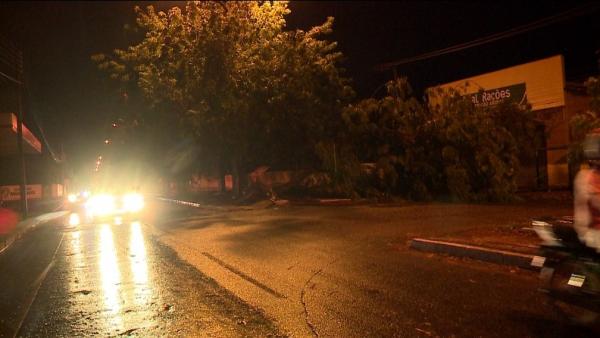 Árvores caem em Teresina após forte chuve na noite do dia 31 de dezembro.(Imagem:TV Clube)