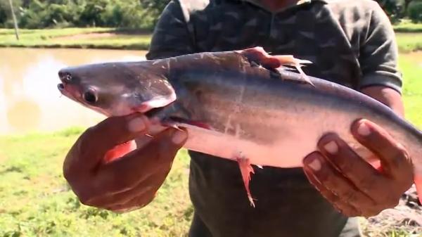  Nazária é um dos principais polos de produção de pescados do Piauí.(Imagem: TV Clube )