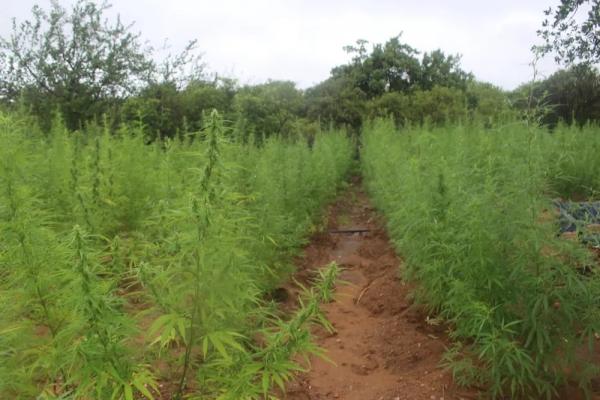 Polícia Militar encontra e incinera plantação de maconha com 2 hectares na zona rural de Paulistana, no Piauí.(Imagem:Polícia Militar)