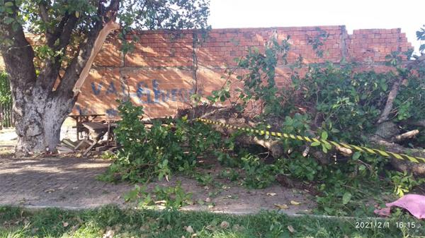 Galho de árvore cai e mata mulher que passava com os filhos no interior do Piauí.(Imagem:Divulgação PM-PI)