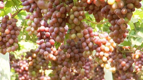 Produtores colhem safra de uva(Imagem:Reprodução)