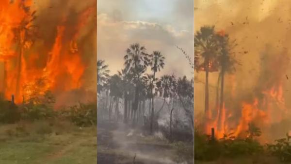 Incêndio atinge área de vegetação em José de Freitas, no Piauí.(Imagem:Reprodução)