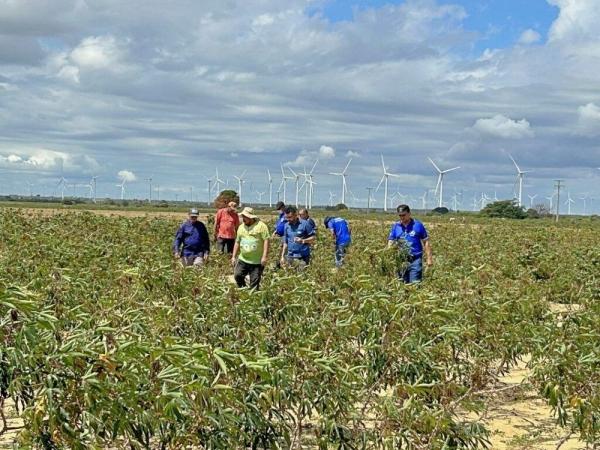 Adapi investiga ataque de praga em lavouras de mandioca no sul do Piauí(Imagem:Divulgação)