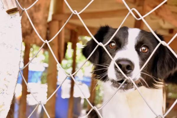 Denúncias de maus-tratos aos animais podem ser feitas por WhatsApp no PI.(Imagem:Fábio Rodrigues/g1)