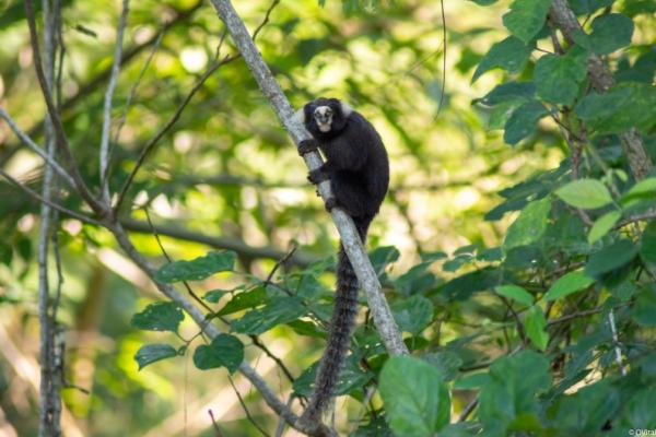 Sagui-da-serra-escuro, 