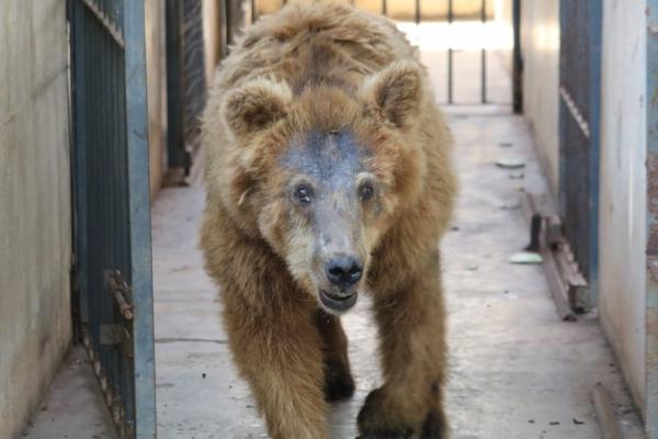 Ursa Marsha foi transferida para o santuário Rancho dos Gnomos, em Joanópolis (SP), onde faleceu meses depois(Imagem:Andrê Nascimento)