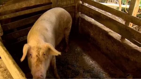 Peste su&iacute;na &eacute; uma doen&ccedil;a viral que afeta su&iacute;nos, mas n&atilde;o oferece riscos a humanos.(Imagem:TV Verdes Mares)