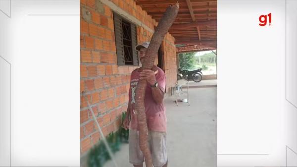 Macaxeira de cerca de 3 metros &eacute; quase duas vezes maior que agricultor que a colheu no Piau&iacute;.(Imagem:Reprodu&ccedil;&atilde;o)