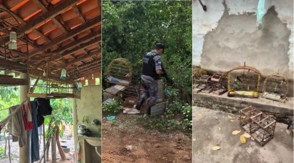 Pol&iacute;cia Militar do Piau&iacute; resgata 29 aves silvestres durante a&ccedil;&atilde;o ambiental em Uni&atilde;o(Imagem:Divulga&ccedil;&atilde;o/Ascom PM-PI)