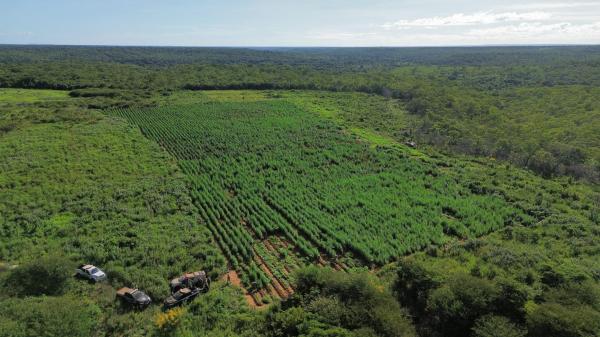 Apreensão de maconha no Piauí cresce mais de 500%, um dos melhores resultados do país(Imagem:Divulgação)