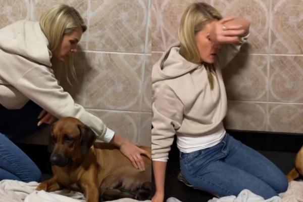 Ana Hickmann chora ao ajudar cadela em parto de 17 filhotes: 