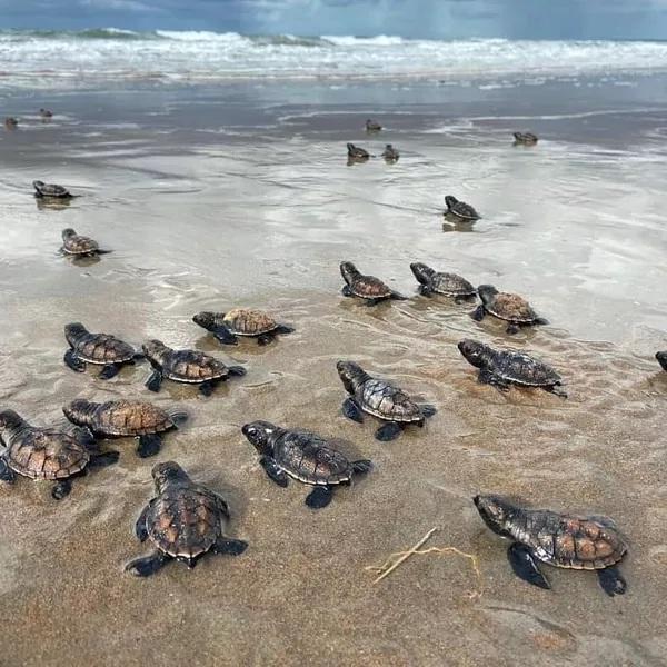 Projeto Adote um ninho busca apadrinhamento das tartarugas do Delta no Piauí.(Imagem:Instituto Tartarugas do Delta)