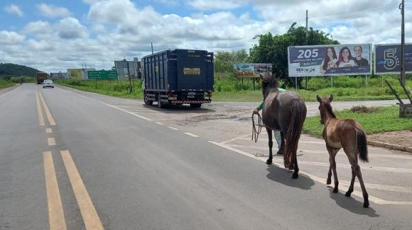 Outros 22 animais também foram manejados e afastados da rodovia federal. A PRF alerta que o dono ou detentor do animal solto é responsável por eventuais danos causados.(Imagem:Divulgação/PRF)