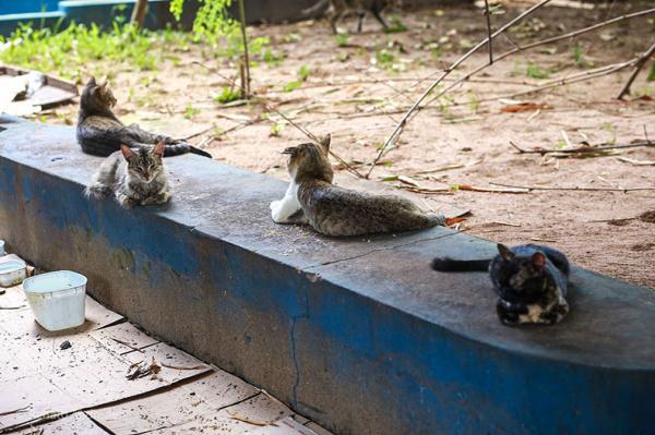 Piauí tem a maior população de gatos do Brasil e lei prevê a criação de 