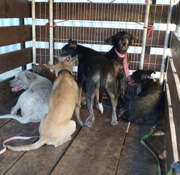 Cães sobreviveram ao incêndio em Teresina.(Imagem:Divulgação/ Lar do Nando)