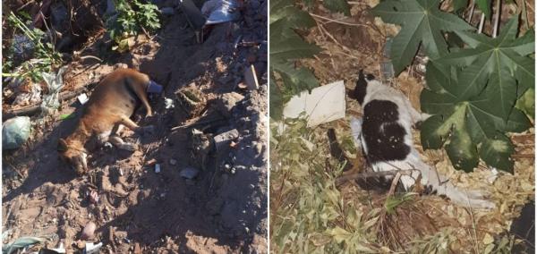 Quatro cães e um gato de rua foram envenenados na região sul do Piauí(Imagem:Reprodução)