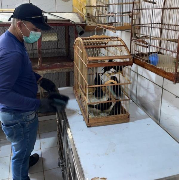 SEMAN atua em nova apreensão de animais silvestres em ação conjunta com PRF, Polícia Civil e IBAMA(Imagem:Reprodução/Instagram)