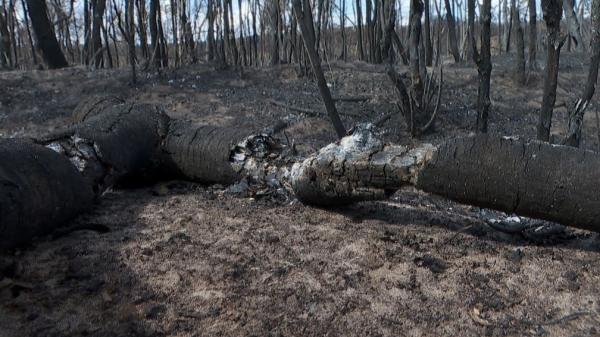 Dia Nacional do Cerrado: bioma já perdeu 50% da vegetação(Imagem:Valdinei Malaguti)