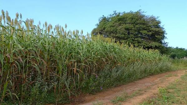  Plantação de sorgo.(Imagem:Inter TV Cabugi/Reprodução )