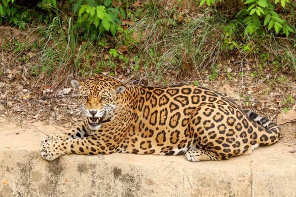 Onça no Parque Zoobotânico de Teresina(Imagem:Divulgação)