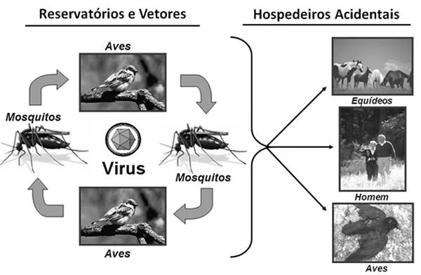  Forma de transmissão da febre do Nilo Ocidental. (Imagem:Reprodução/Ministério da Saúde )