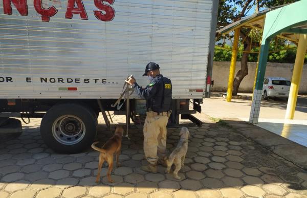 Cães serão entregues aos órgãos competentes para os devidos cuidados.(Imagem:Divulgação /PRF-PI)