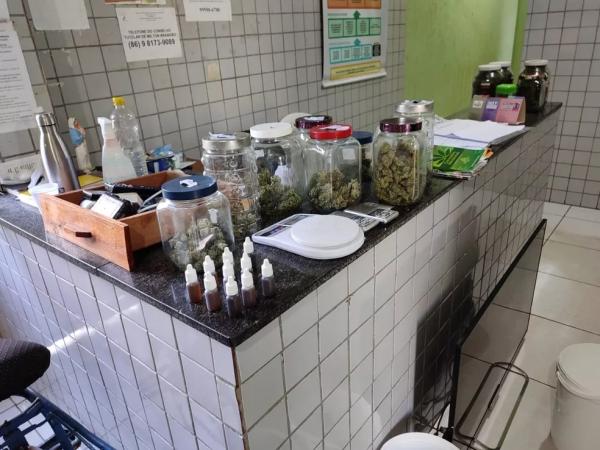  Organizadores de festa são presos com drogas sintéticas e plantação de maconha em estufa em Pedro II, no Piauí.(Imagem: Portal P2 )