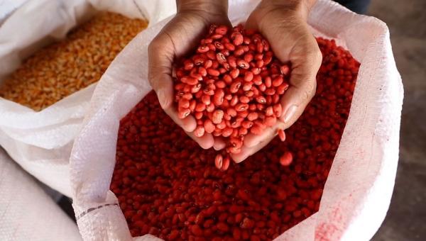 Entrega de 2,5 toneladas de sementes de milho e feijão nesta terça-feira (19) vai beneficiar associações de agricultores familiares de 11 municípios do Piauí.(Imagem:Geirlys Silva)
