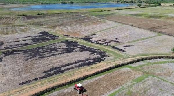 Chuvas causam prejuízos para produtores de arroz do Norte do Piauí (Imagem:TV Clube)