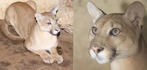  Fotos antigas de uma das onças que estão no Parque Zoobotânico de Teresina.(Imagem:Divulgação )