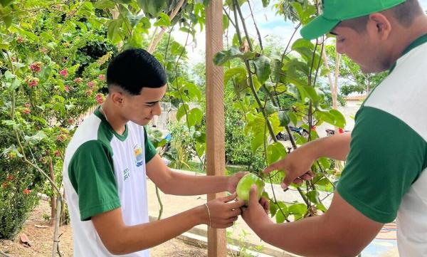 Em Castelo do Piauí, estudantes da rede estadual transformam escola em espaço de sustentabilidade e inovação(Imagem:Divulgação)