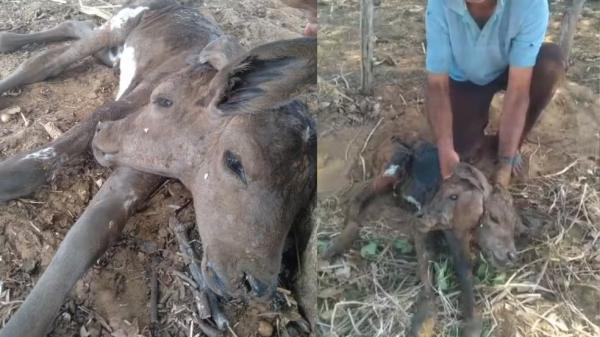 Bezerra nasce com duas cabeças no interior do Piauí; 